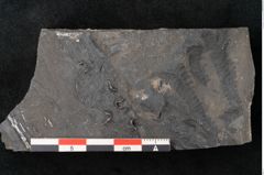 Foto (Detailansicht) von Cyatheites schlotheimii St. (NHMW-GEO-2024-0188-10859)
